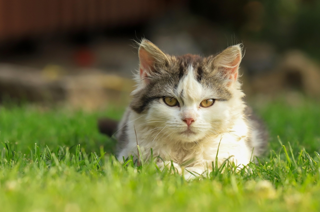 katerinavulcova-cat-9125207_1920.jpg